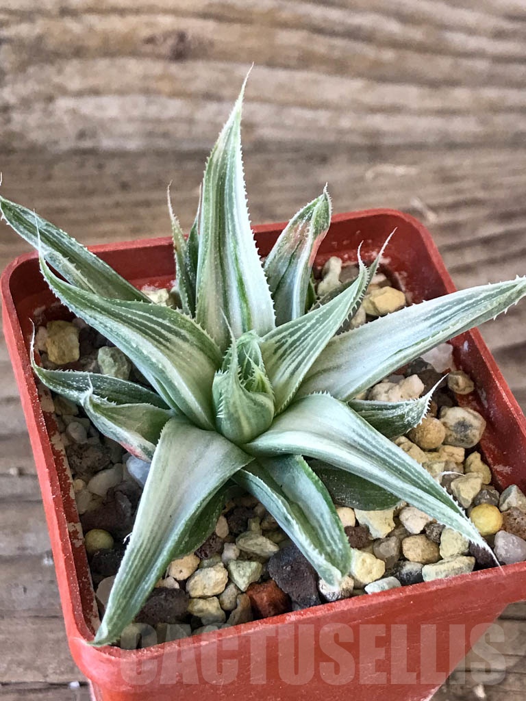 SHPR8766 Haworthia magnifica var. acuminata cv. Grey Ghost - Image 4