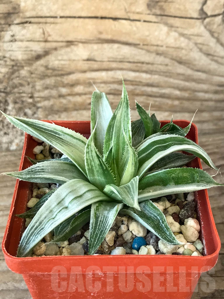 SHPR8767 Haworthia magnifica var. acuminata cv. Grey Ghost - Image 2