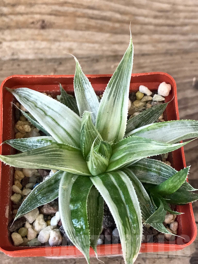 SHPR8767 Haworthia magnifica var. acuminata cv. Grey Ghost