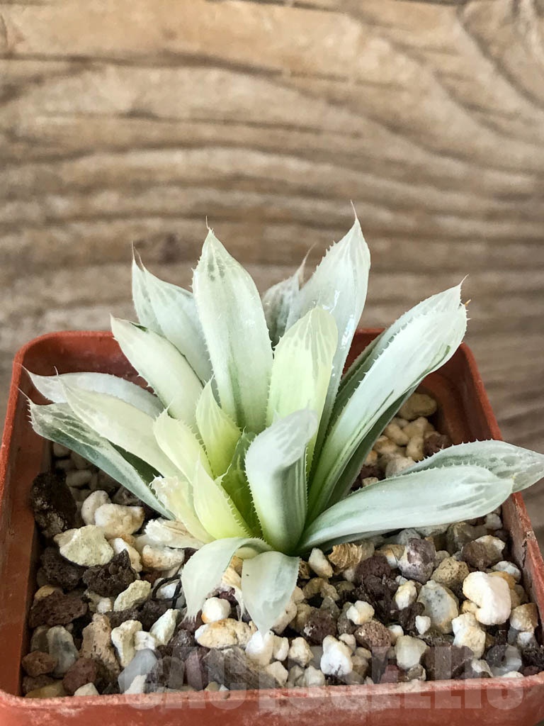 SHPR8769 Haworthia cooperi f. variegata