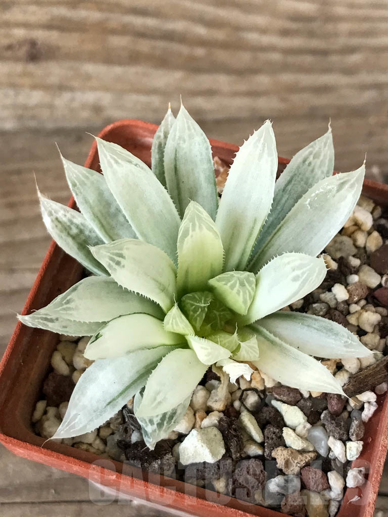SHPR8769 Haworthia cooperi f. variegata - Image 3