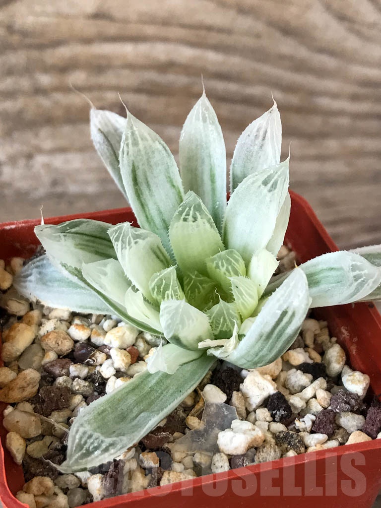 SHPR8769 Haworthia cooperi f. variegata - Image 4