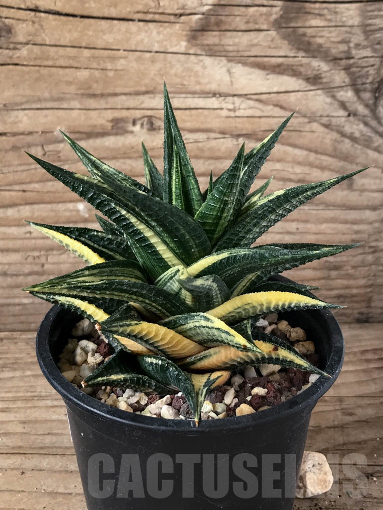 SHPR8771 Haworthia limifolia x fasciata f. variegata