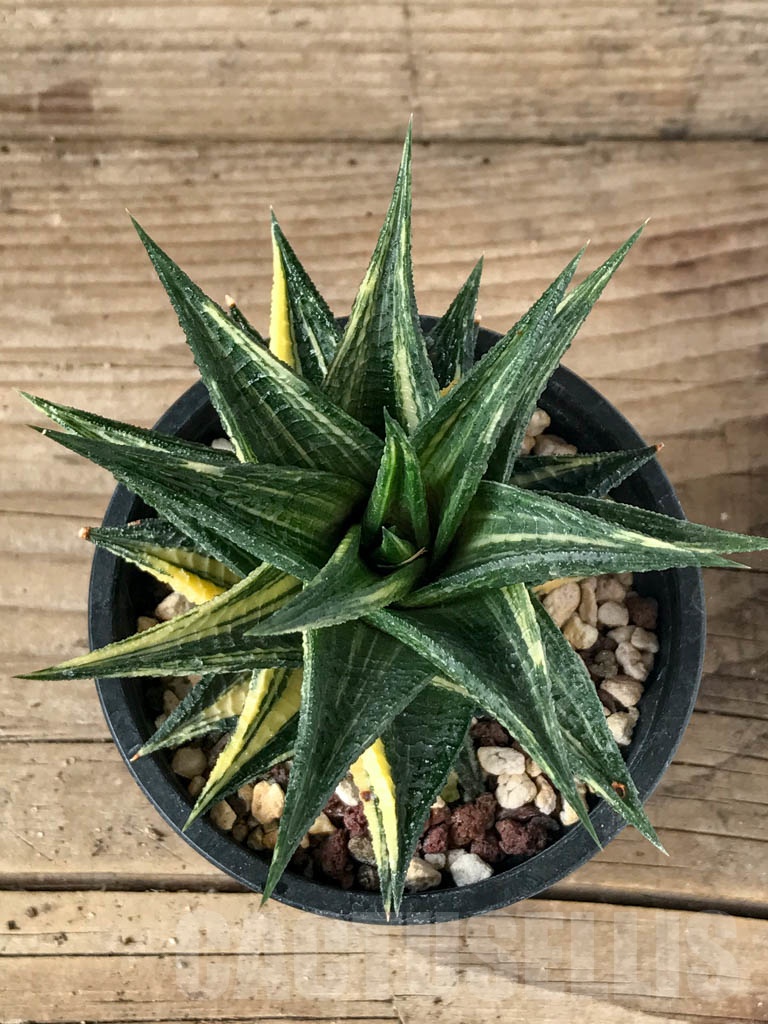 SHPR8771 Haworthia limifolia x fasciata f. variegata - Image 3