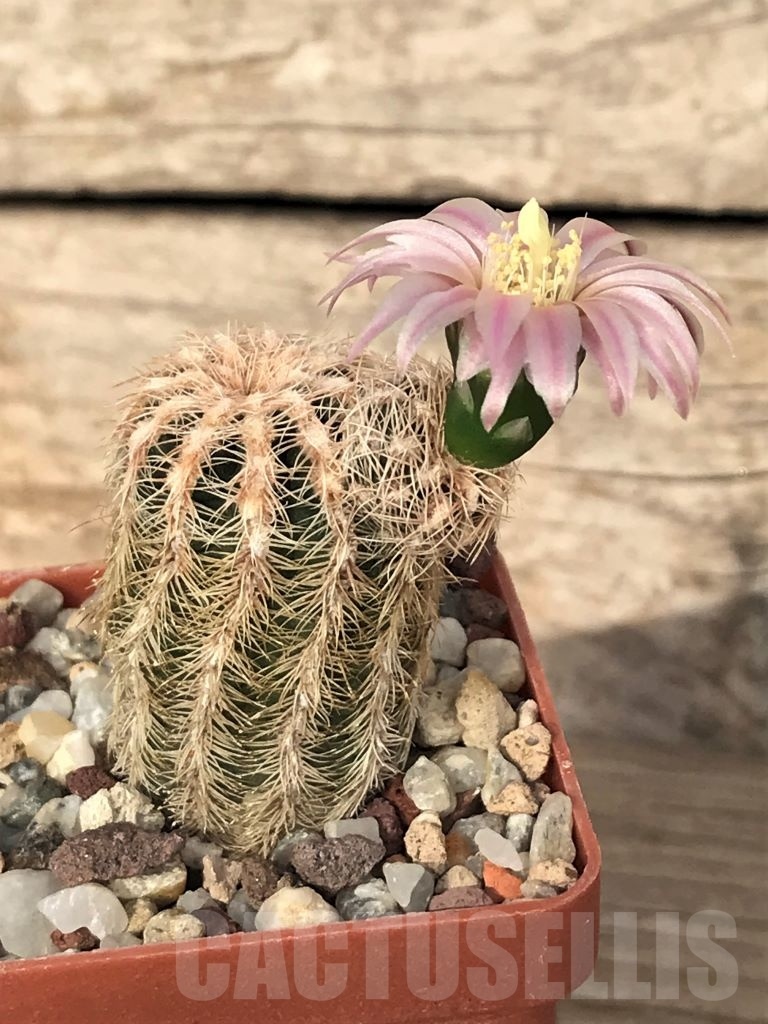 SHPR8773 Gymnocalycium bruchii