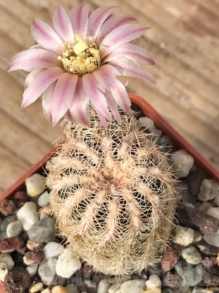 SHPR8773 Gymnocalycium bruchii - Imagen 3
