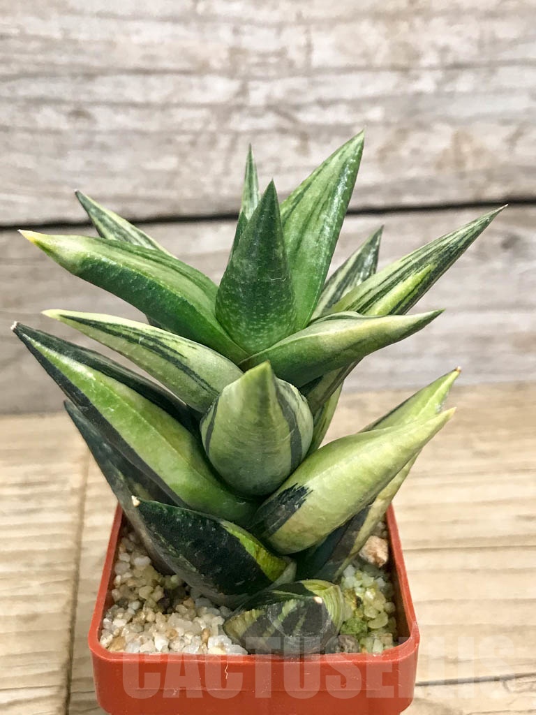 SHPR8777 Haworthia Astroloba f. variegata - Obrázek 2