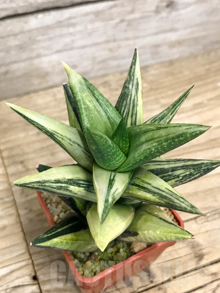 SHPR8777 Haworthia Astroloba f. variegata