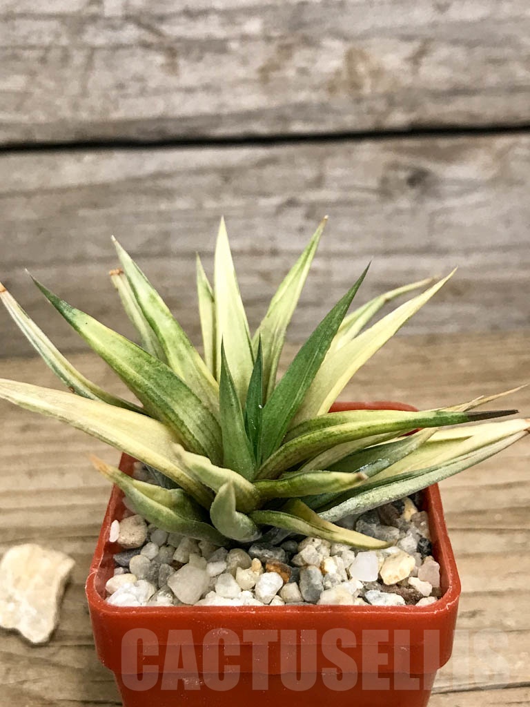 SHPR8780 Haworthia limifolia var. ubomboensis f. variegata