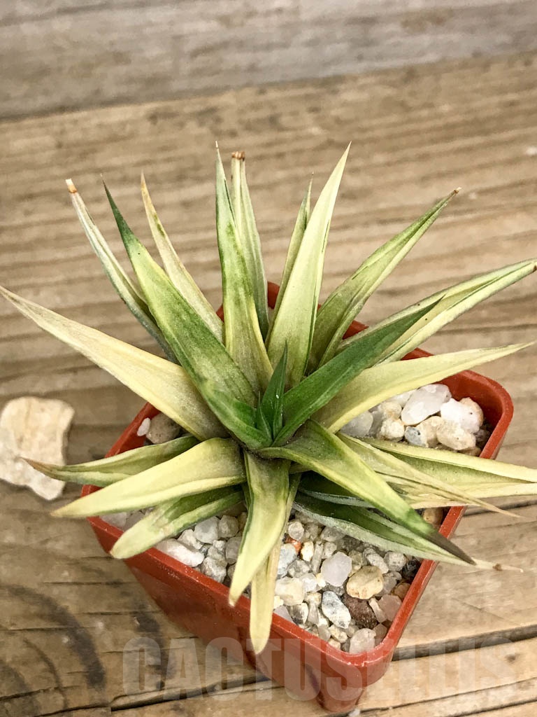 SHPR8780 Haworthia limifolia var. ubomboensis f. variegata - Зображення 3