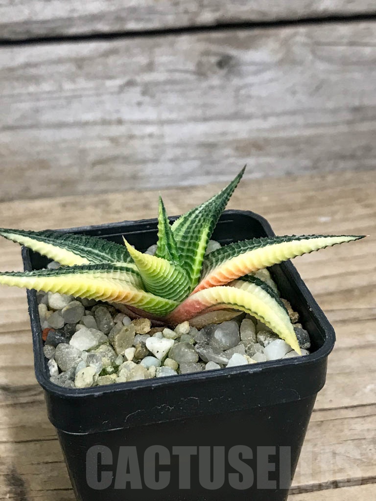 SHPR8785 Haworthiopsis limifolia f. variegata