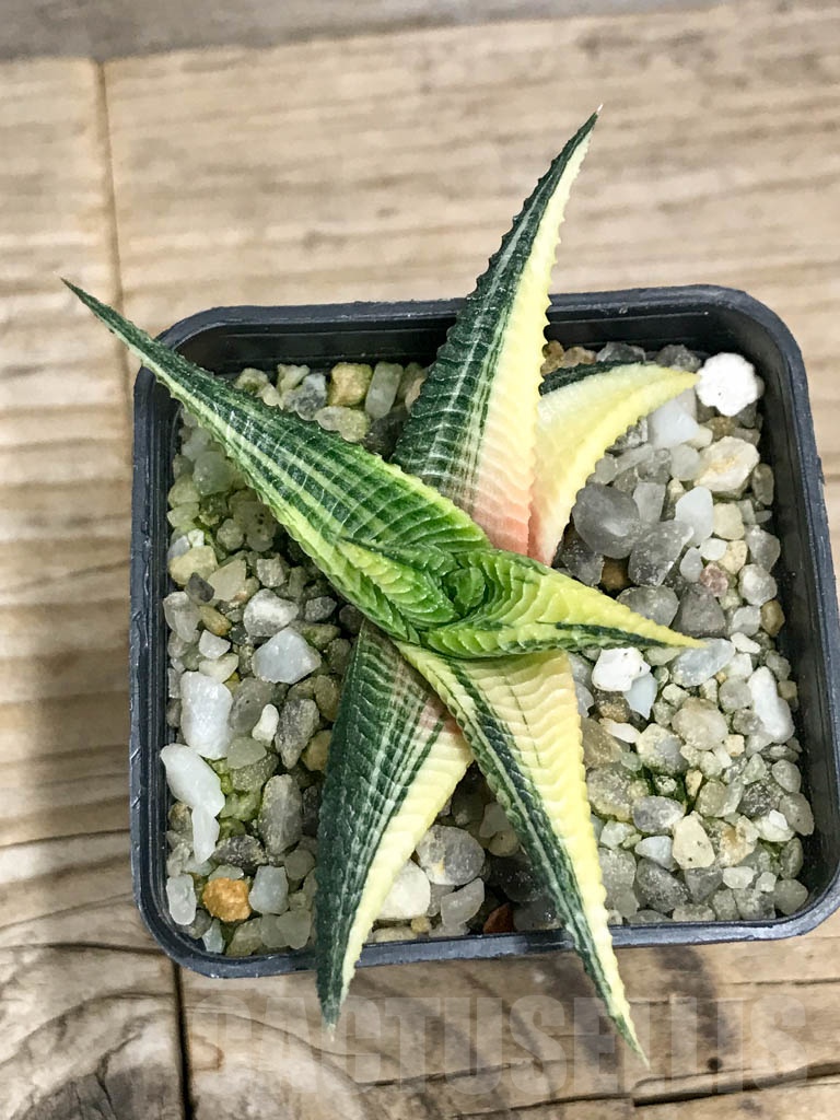 SHPR8785 Haworthiopsis limifolia f. variegata - 画像 (3)