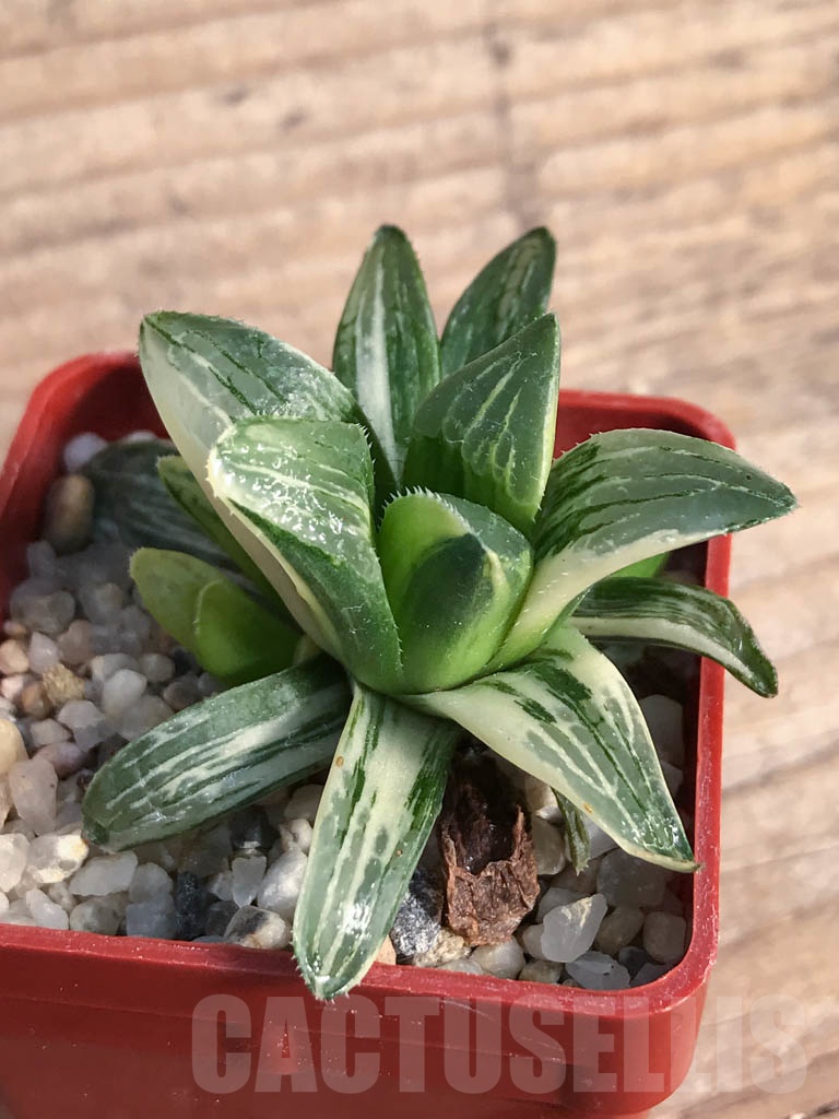 SHPR8788 Haworthia retusa f. variegata - Image 2