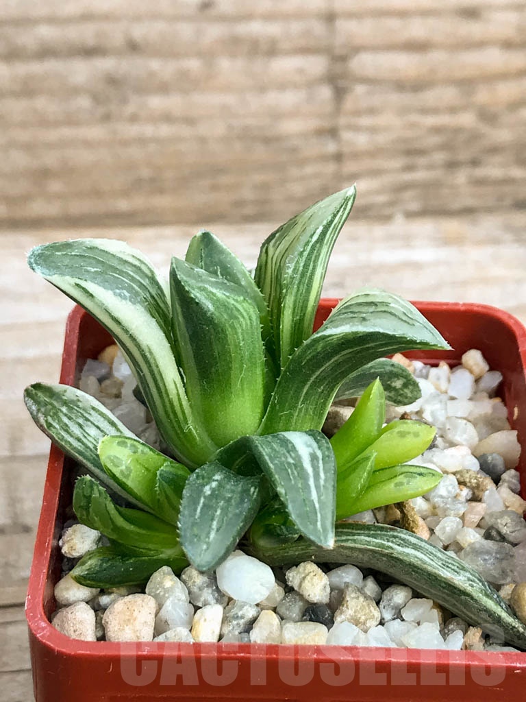 SHPR8788 Haworthia retusa f. variegata