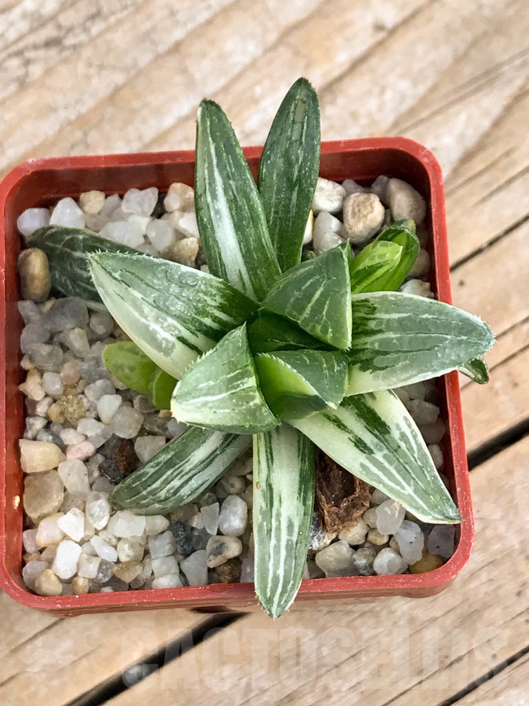 SHPR8788 Haworthia retusa f. variegata - Image 4