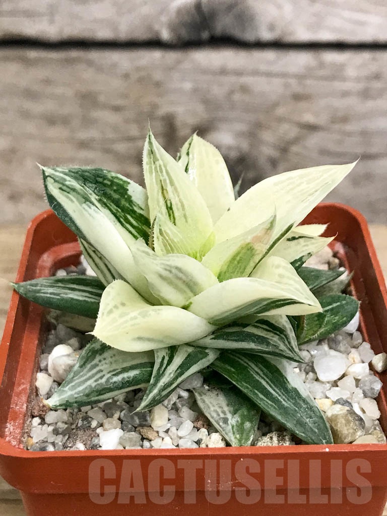 SHPR8789 Haworthia 'Norik' f. variegata - Image 2