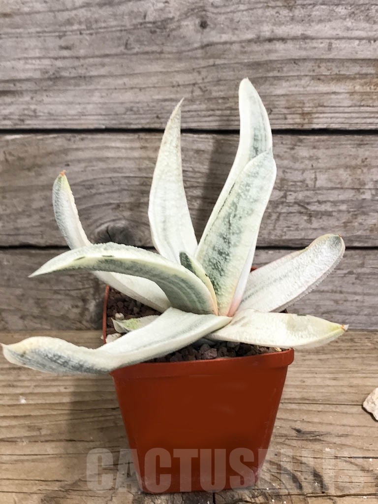 SHPR8793 Gasteria batesiana white variegated - immagine 2