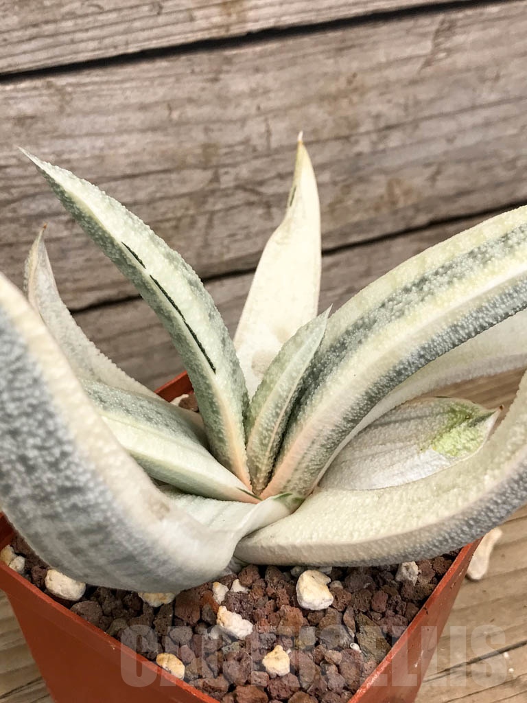 SHPR8793 Gasteria batesiana white variegated - immagine 4