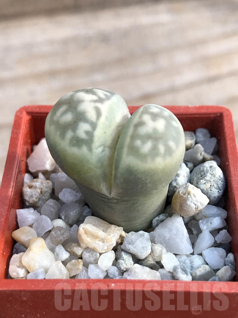 Qizdardin oz ara sexy Ishda mast xotinni sikish