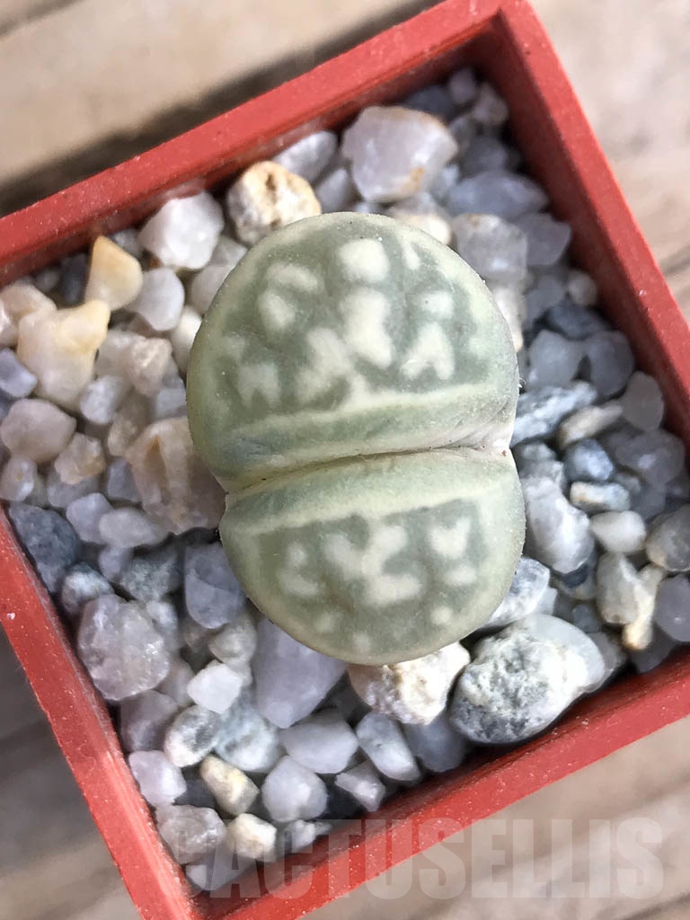 SHPR8796 Lithops karasmontana ssp. Bella, pink flower - Imagen 2