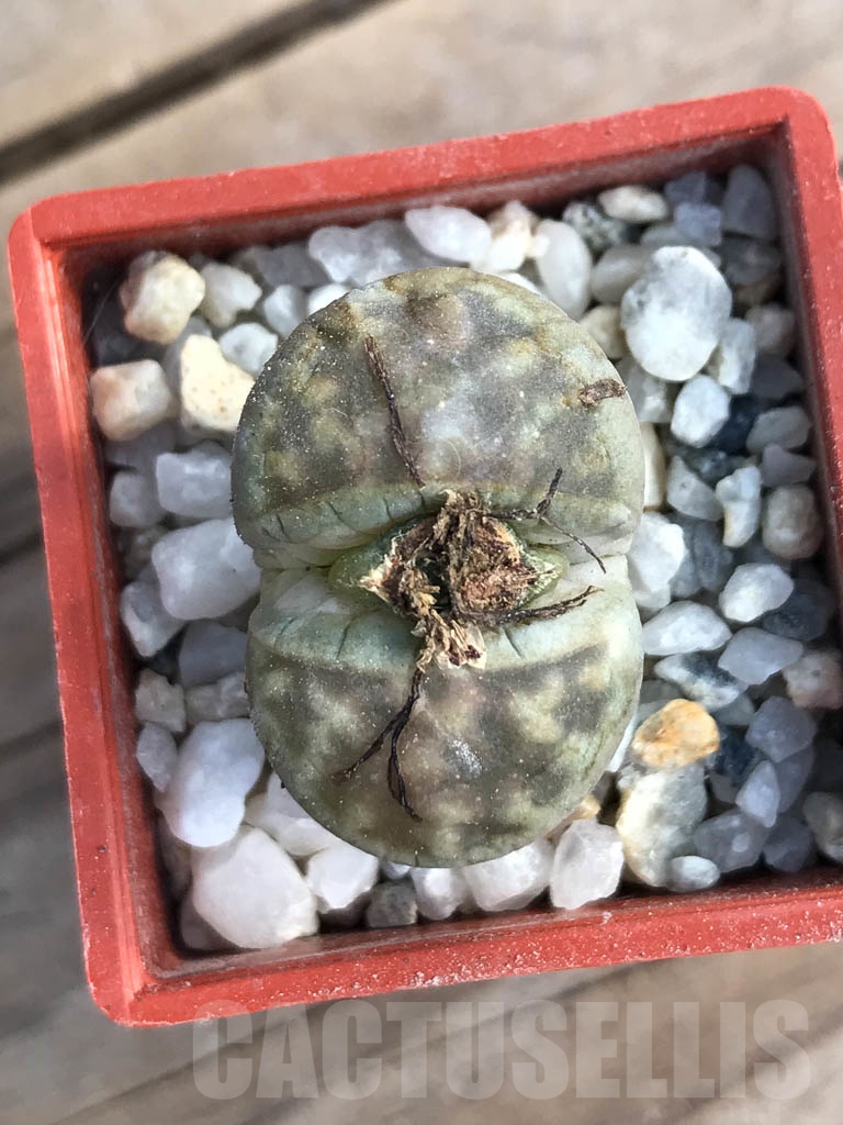 SHPR8796 Lithops karasmontana ssp. Bella, pink flower - Imagen 3