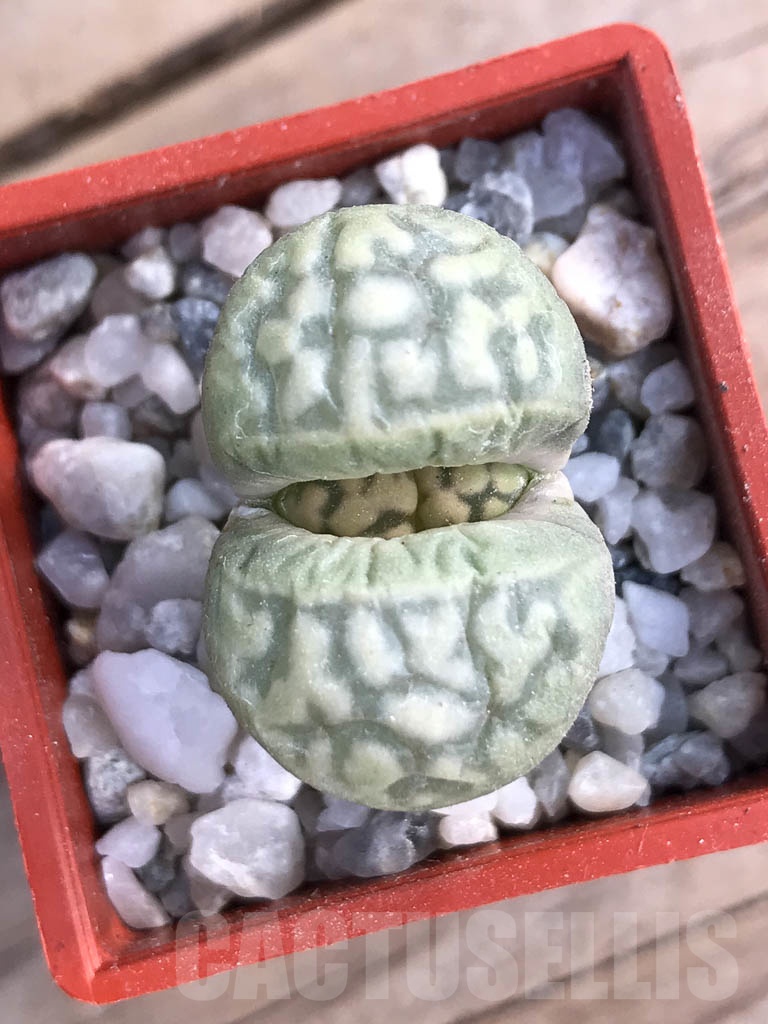 SHPR8796 Lithops karasmontana ssp. Bella, pink flower - Imagen 4