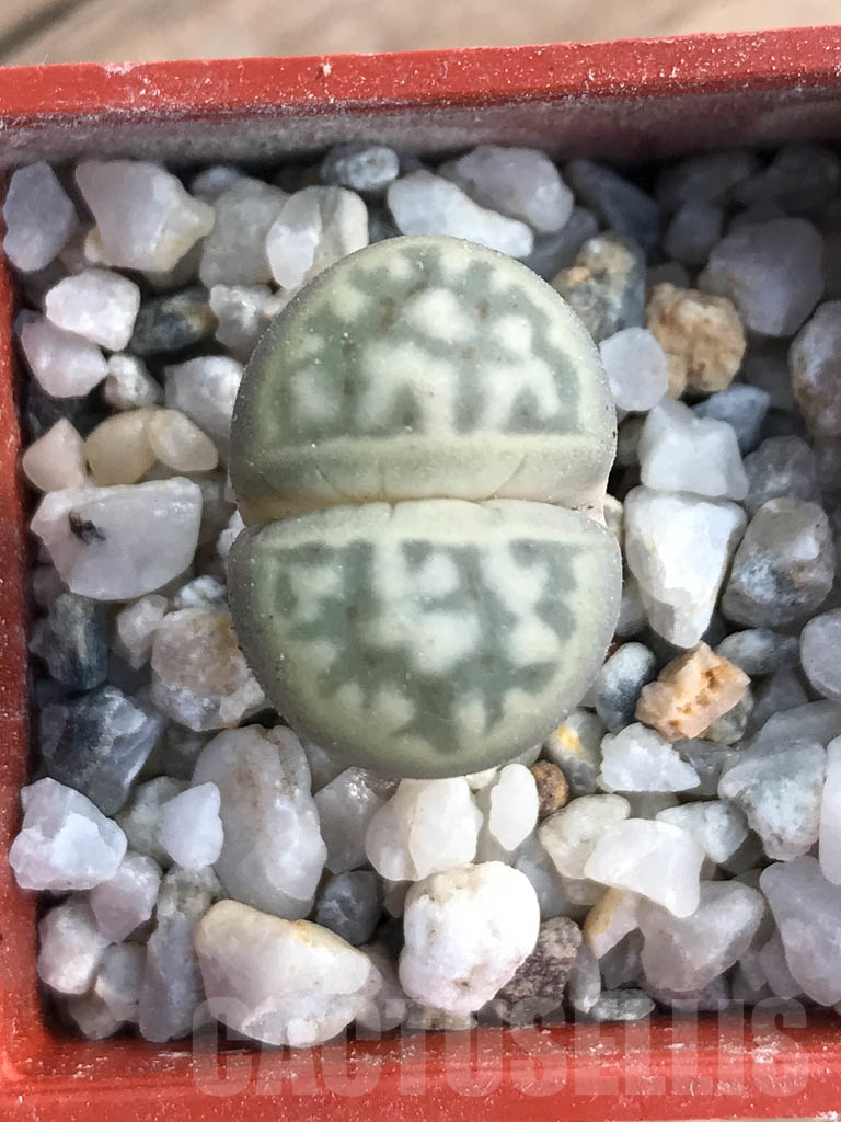 SHPR8796 Lithops karasmontana ssp. Bella, pink flower - Imagen 5