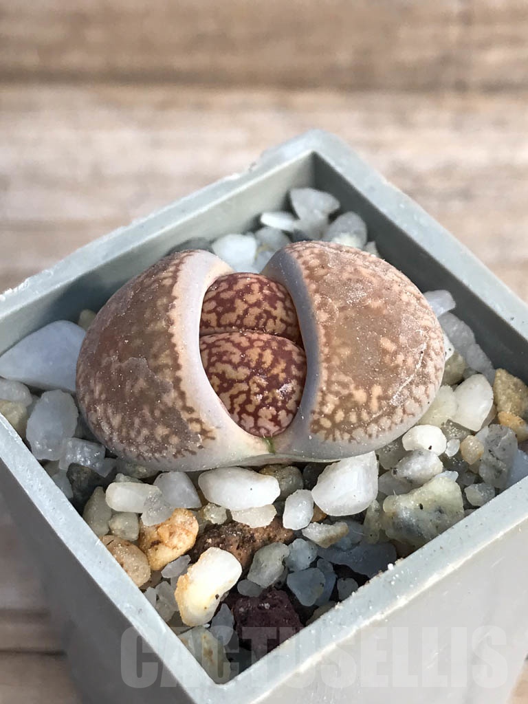 SHPR8800 Lithops aucampiae, Soetmelskvlei - Image 2