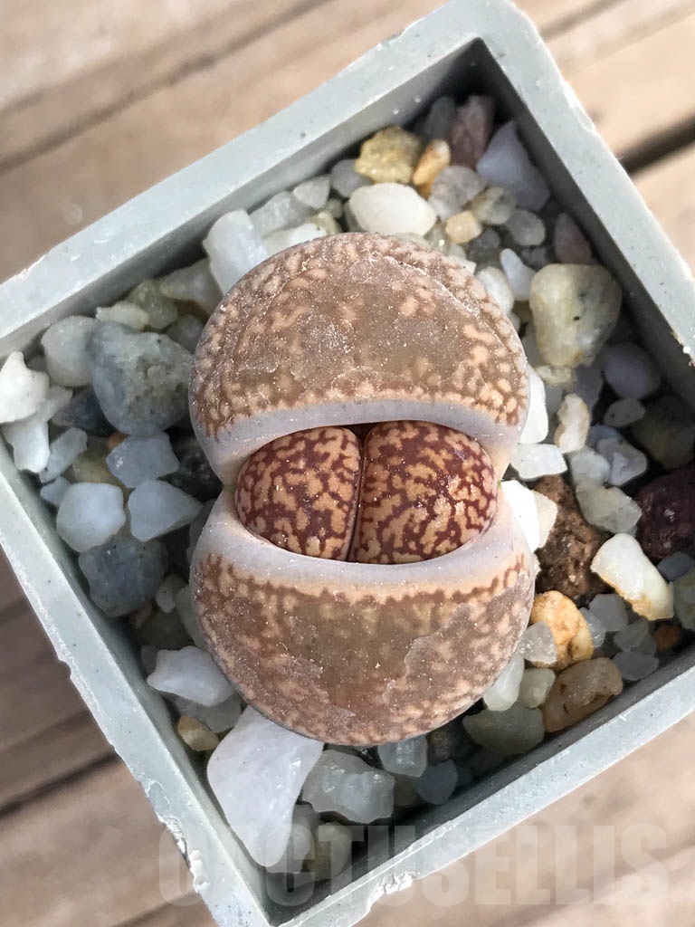SHPR8800 Lithops aucampiae, Soetmelskvlei - Image 3