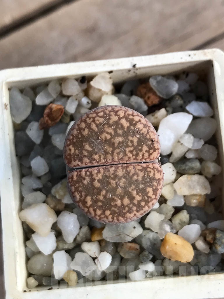 SHPR8800 Lithops aucampiae, Soetmelskvlei - Image 4