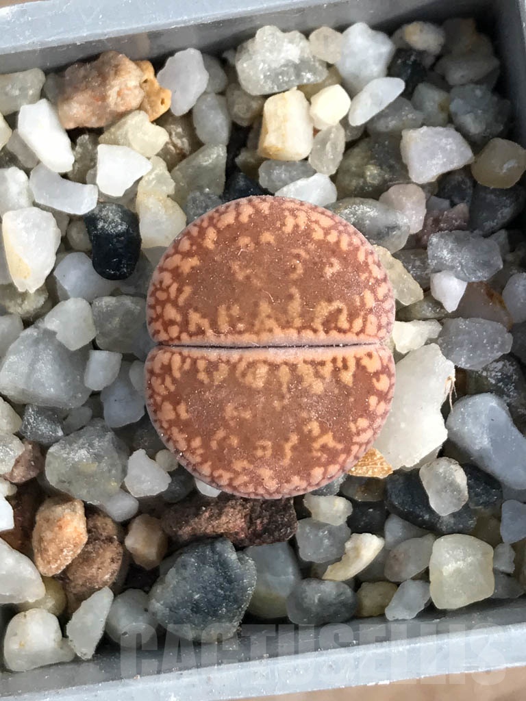 SHPR8800 Lithops aucampiae, Soetmelskvlei - Image 5