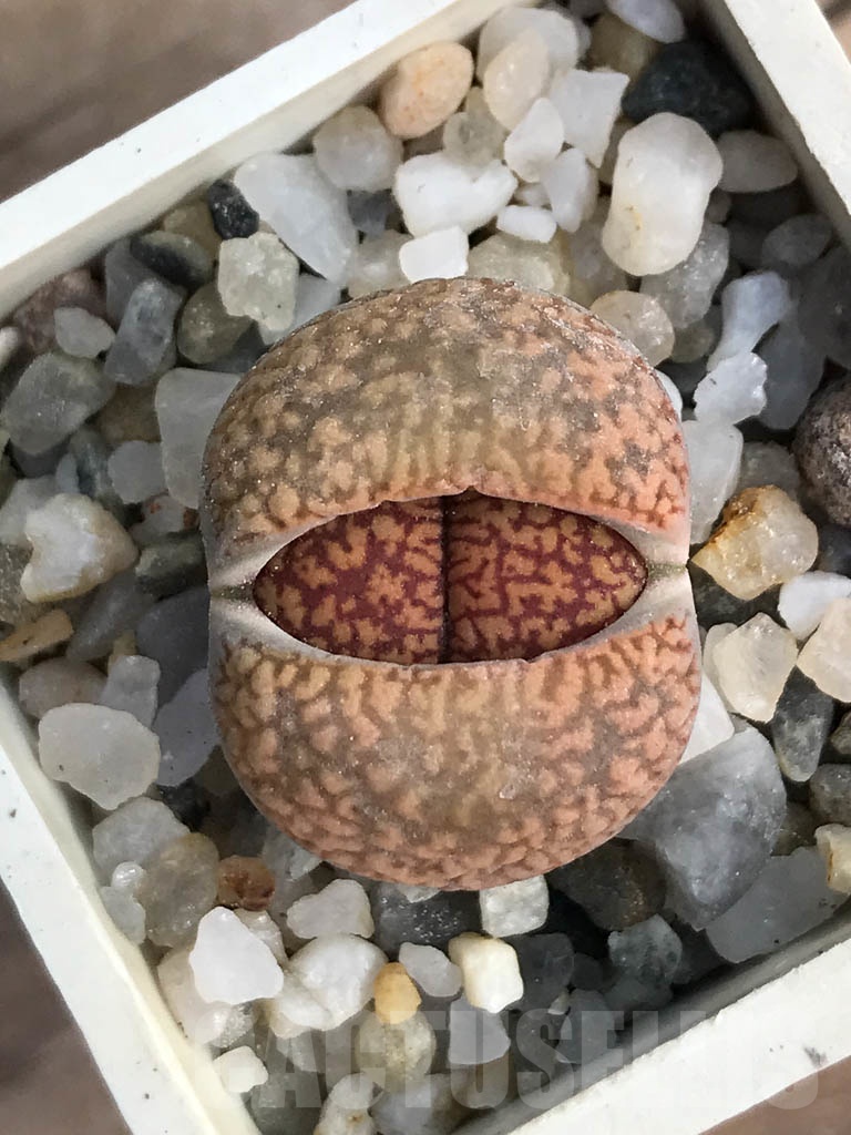 SHPR8800 Lithops aucampiae, Soetmelskvlei
