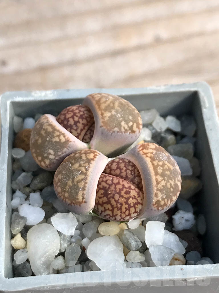 SHPR8801 Lithops aucampiae, Soetmelskvlei, 2 heads - Image 2