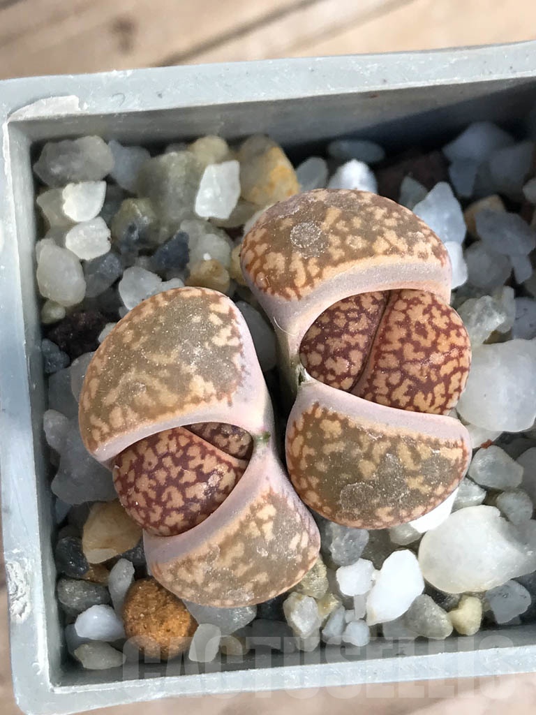 SHPR8801 Lithops aucampiae, Soetmelskvlei, 2 heads