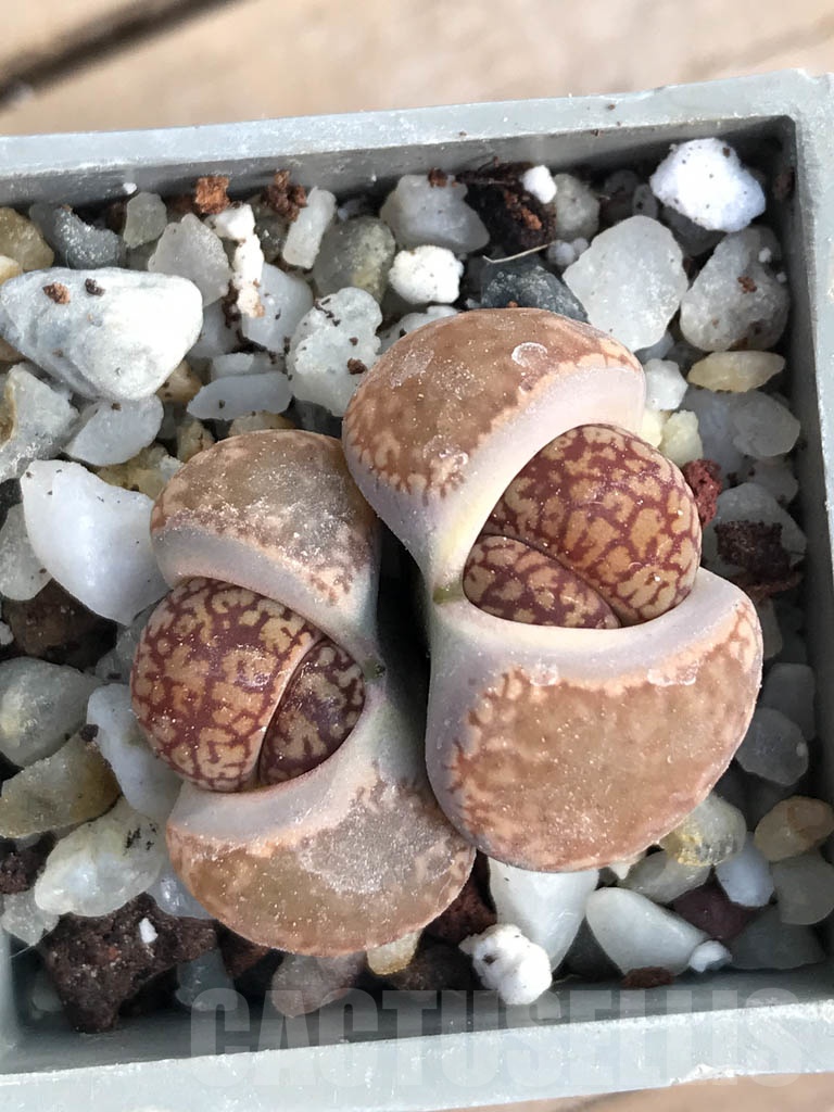 SHPR8801 Lithops aucampiae, Soetmelskvlei, 2 heads - Image 4