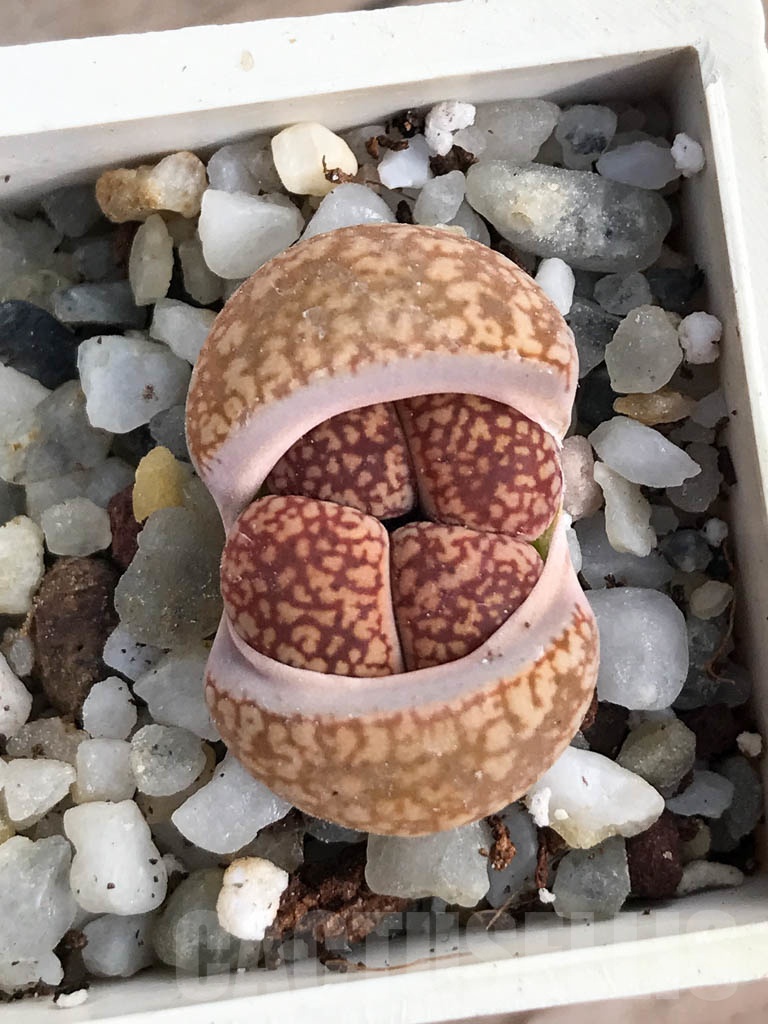 SHPR8801 Lithops aucampiae, Soetmelskvlei, 2 heads - Image 5
