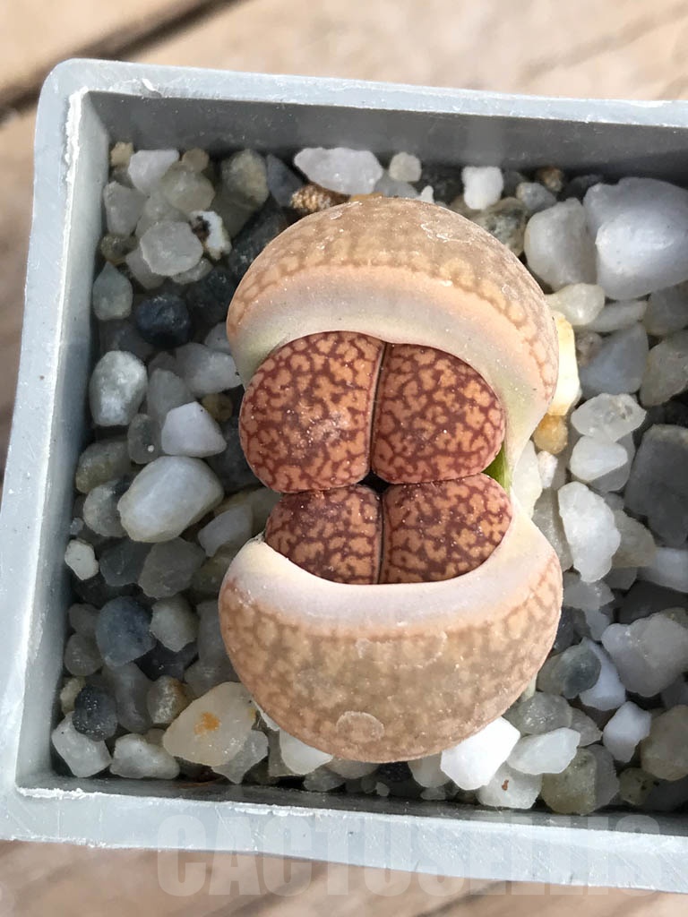 SHPR8801 Lithops aucampiae, Soetmelskvlei, 2 heads - Image 6