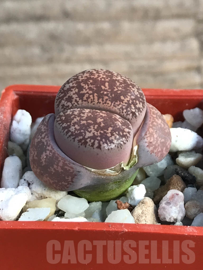 SHPR8808 Lithops lesliei v.venteri, F123e, 30 km W Warrenton, Majeng, South Africa - Image 2