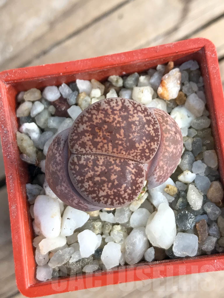 SHPR8808 Lithops lesliei v.venteri, F123e, 30 km W Warrenton, Majeng, South Africa