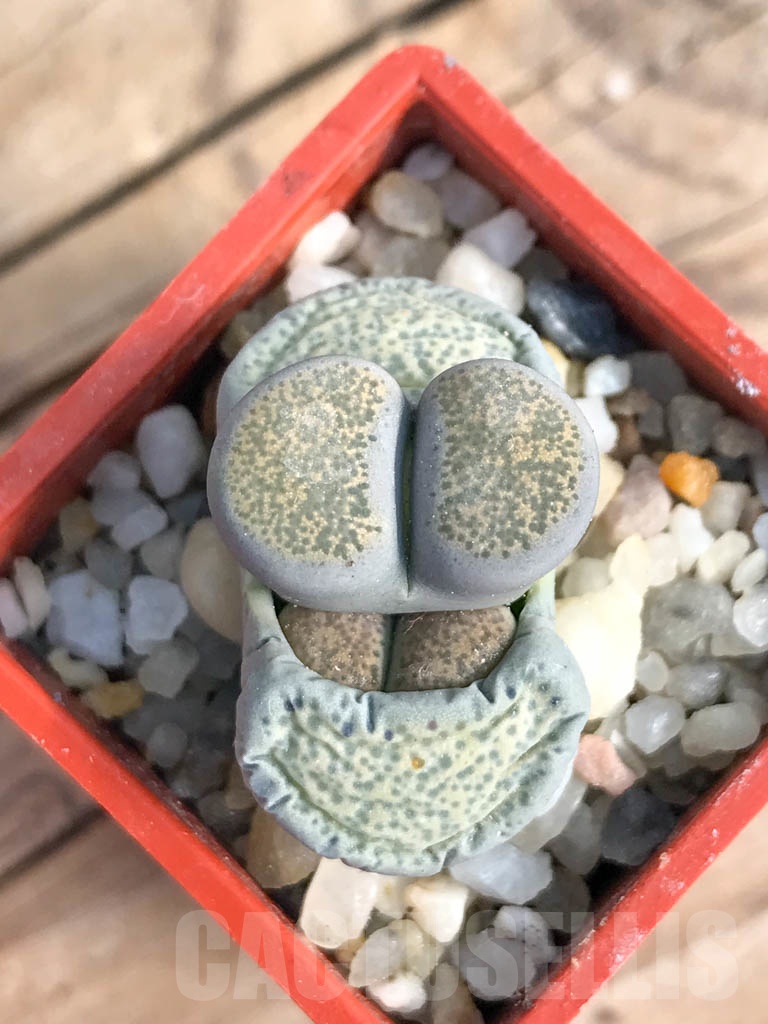 SHPR8817 Lithops terricolor C253, 95 km NW of Port Elizabeth, South Africa, 2 heads
