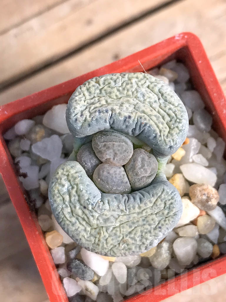 SHPR8817 Lithops terricolor C253, 95 km NW of Port Elizabeth, South Africa, 2 heads - Image 3