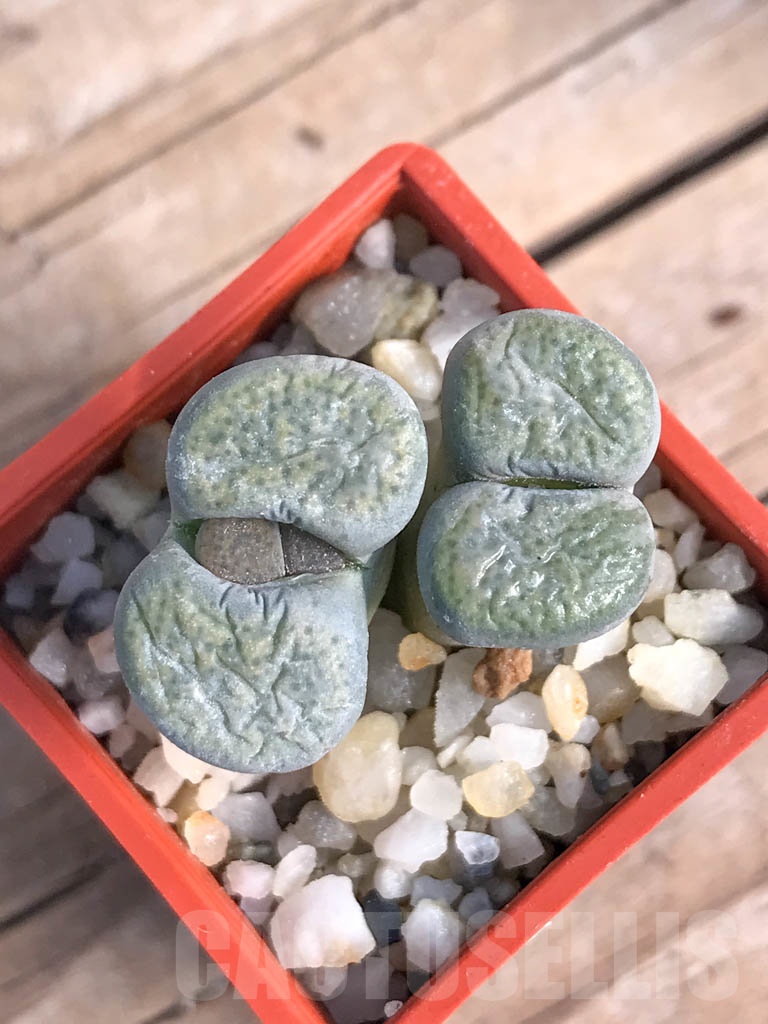 SHPR8817 Lithops terricolor C253, 95 km NW of Port Elizabeth, South Africa, 2 heads - Image 4