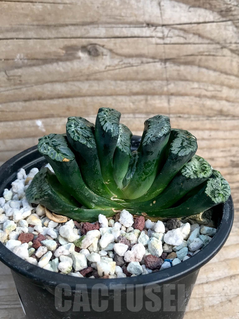 SHPR8819 Haworthia truncata 'Xuanwu Jade Fan' - Image 2