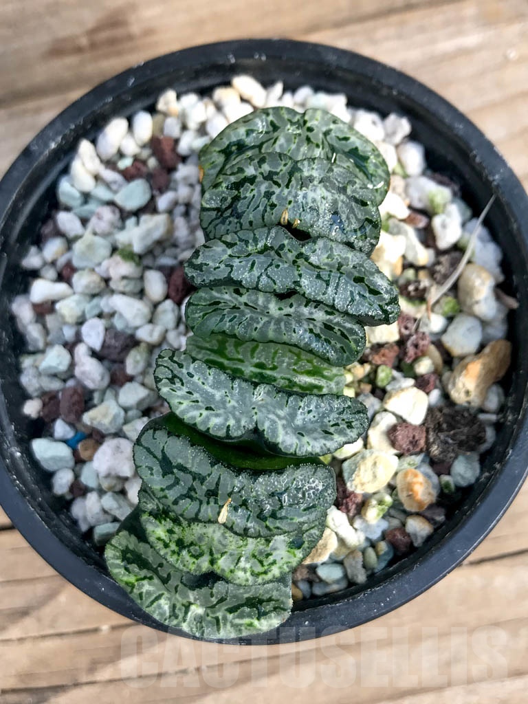 SHPR8819 Haworthia truncata 'Xuanwu Jade Fan'