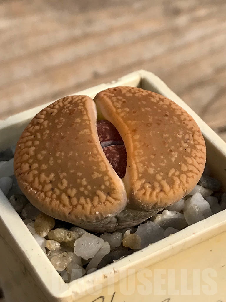 SHPR8822 Lithops aucampiae, Cape province, Niekerkshoop, South Africa - Image 2