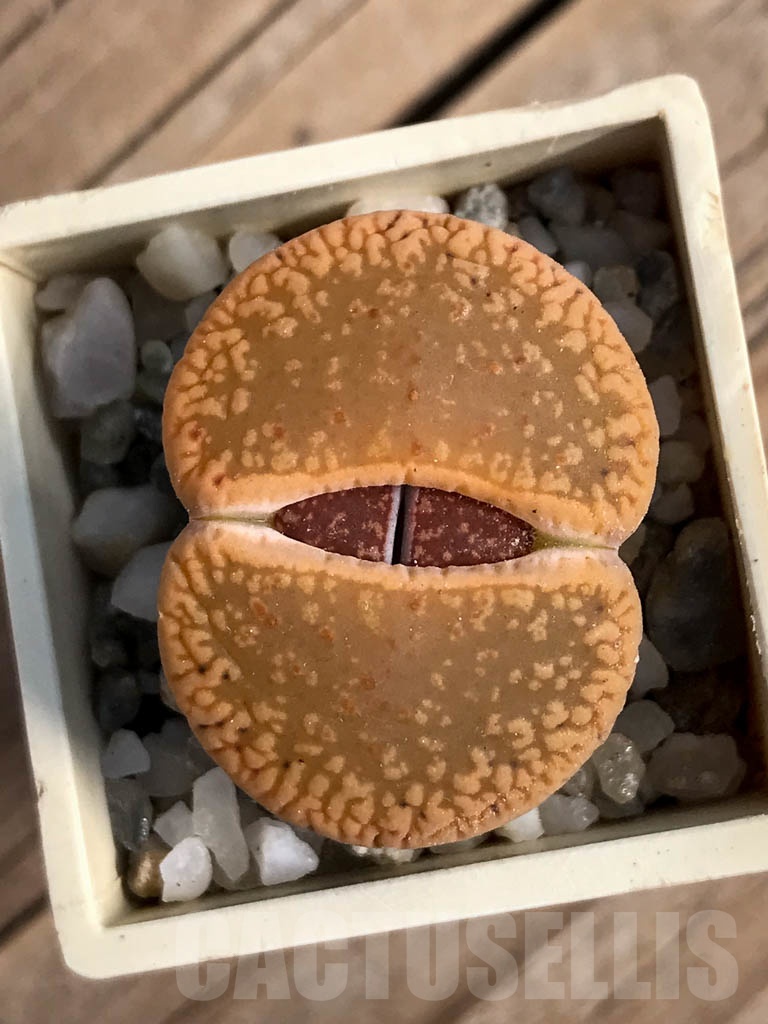 SHPR8822 Lithops aucampiae, Cape province, Niekerkshoop, South Africa