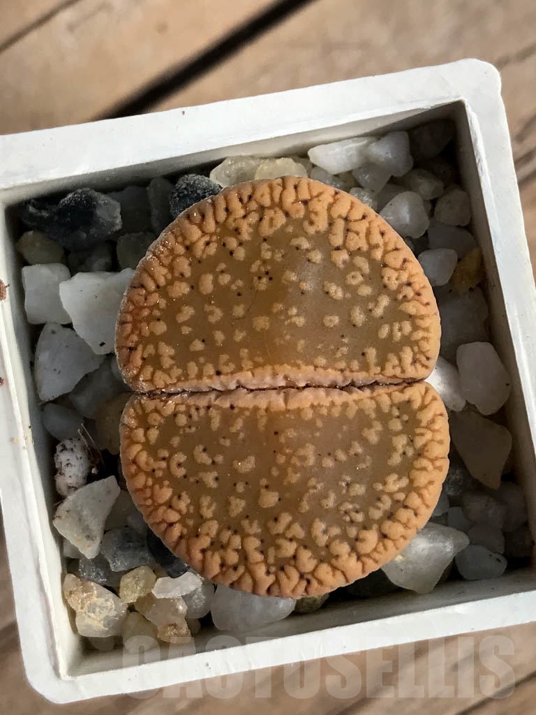 SHPR8822 Lithops aucampiae, Cape province, Niekerkshoop, South Africa - Image 4