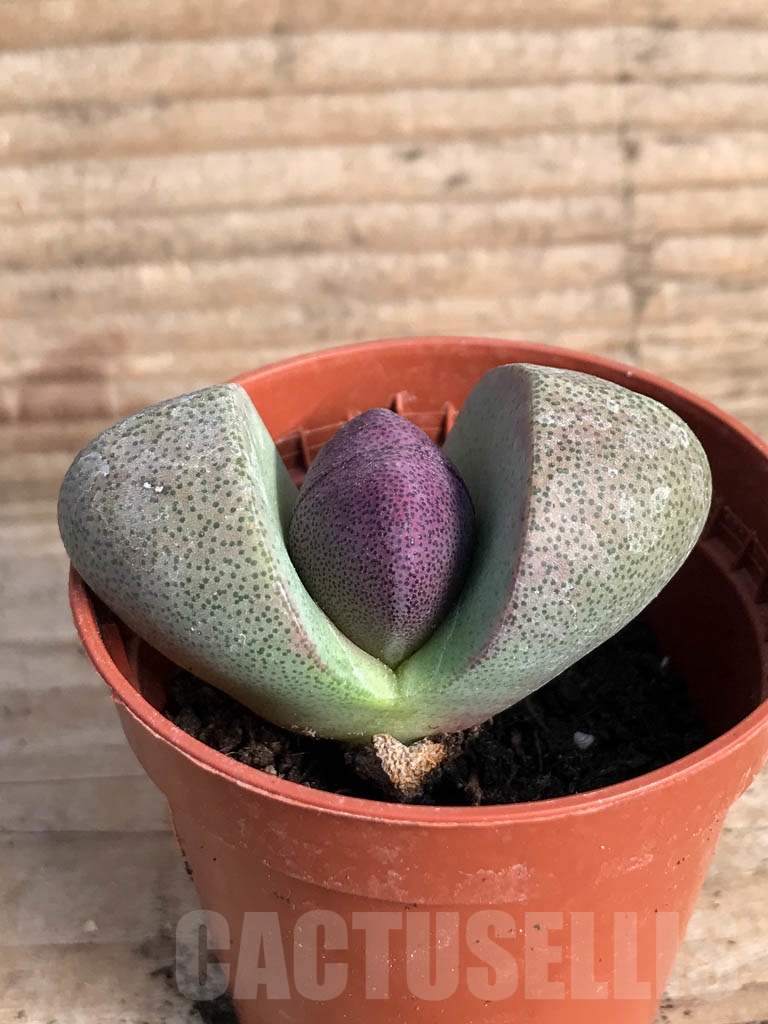 SH8825 Pleiospilos nelii v. rubra - Image 2