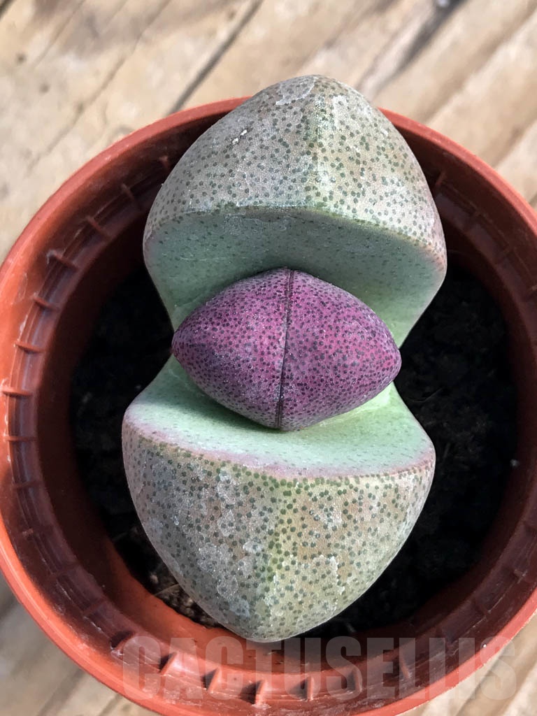 SH8825 Pleiospilos nelii v. rubra - Image 3