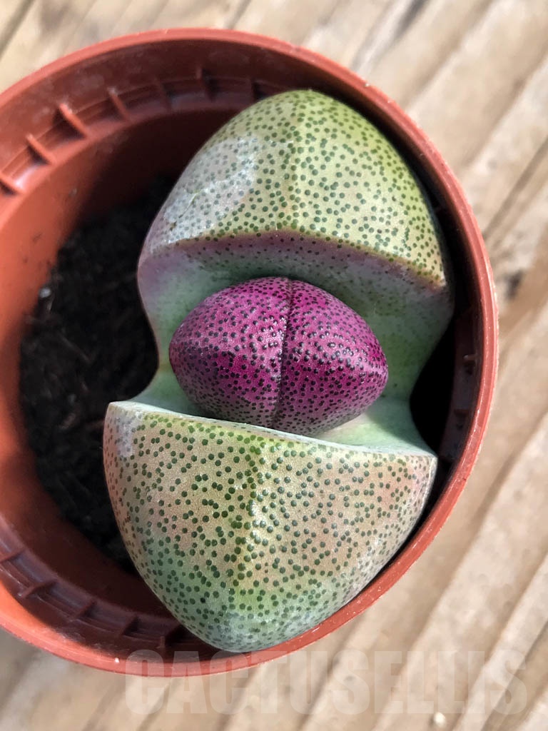 SH8825 Pleiospilos nelii v. rubra